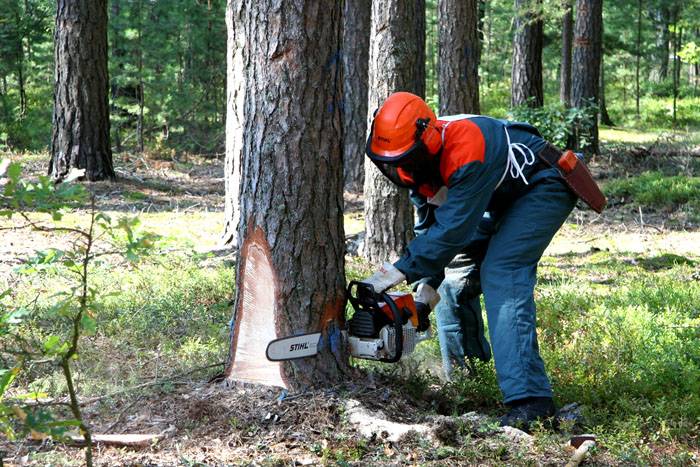 Работата се извършва в гората с помощта на професионален инструмент