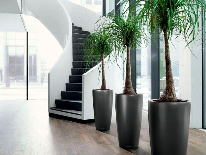 Големите растения в подови саксии ще ви помогнат да направите пространството по-уютно.