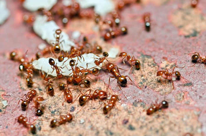 Как да се отървете от мравките в дома си