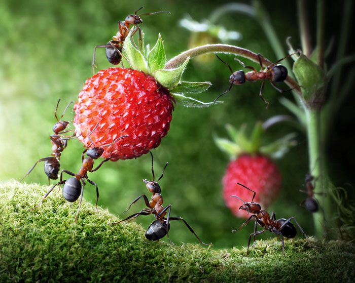 И ако имате частна къща, свършете някаква работа в градината, защото мравките могат не само да атакуват къщата ви, но и значително да развалят реколтата.