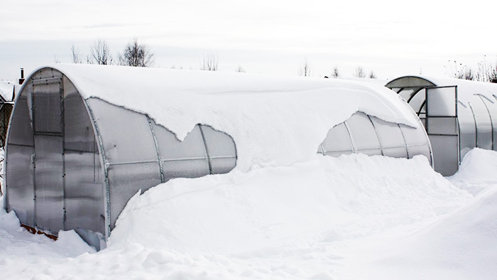 Опитните градинари препоръчват да се премахне сняг от покрива през зимата и да се донесе вътре в хребетите по-близо до пролетта